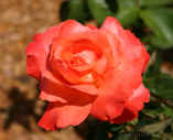 050416Rose0358.jpg (70233 bytes)