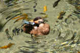 050806Duck0924.jpg (108567 bytes)