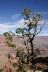 051101GrandCanyonTree1669.jpg (99887 bytes)