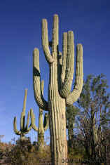 051114Saguaro2912.jpg (89227 bytes)