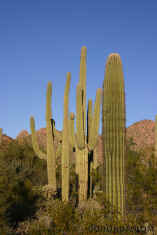 051114Saguaro2925.jpg (74836 bytes)