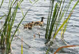 060506DuckFamily3964.jpg (121506 bytes)