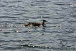 060506DuckFamily3965.jpg (89435 bytes)