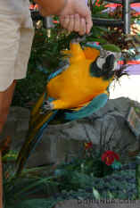 070225Macaw5893.jpg (79555 bytes)