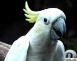 20000207Cockatoo4.jpg (29383 bytes)